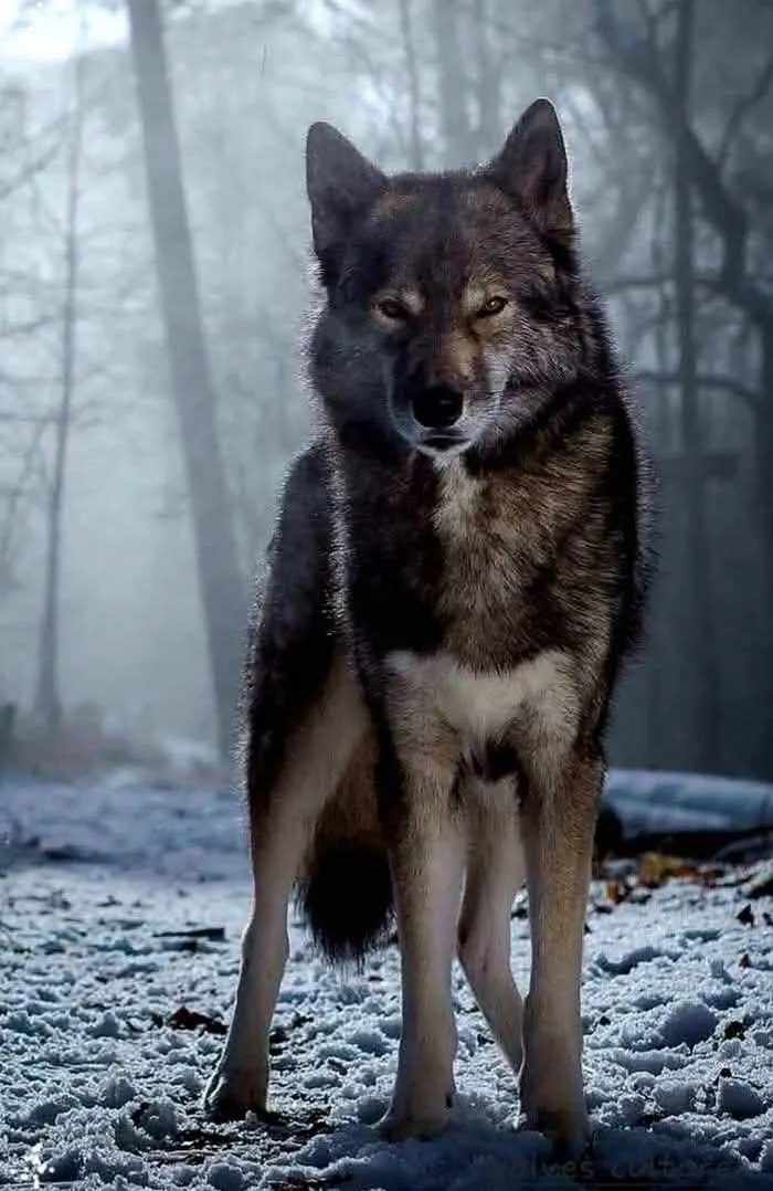 a wolf standing in the middle of a snow covered field with trees and fog behind it