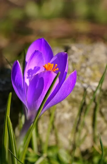 Free Purple Crocus Beautiful Wallpaper photo and picture