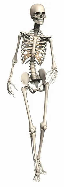 Free Skeleton Female illustration and picture