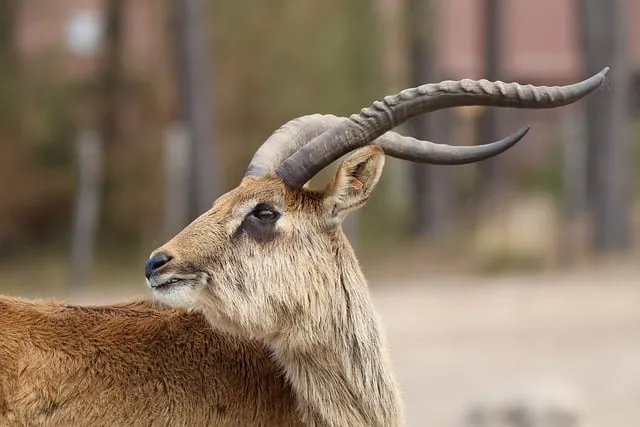 Free Lechwe Antelope photo and picture