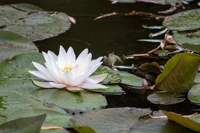 Free Lake White photo and picture