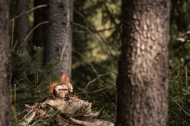 Free Squirrel Forest photo and picture