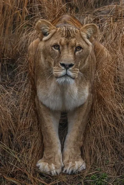 Free Lion Nature photo and picture