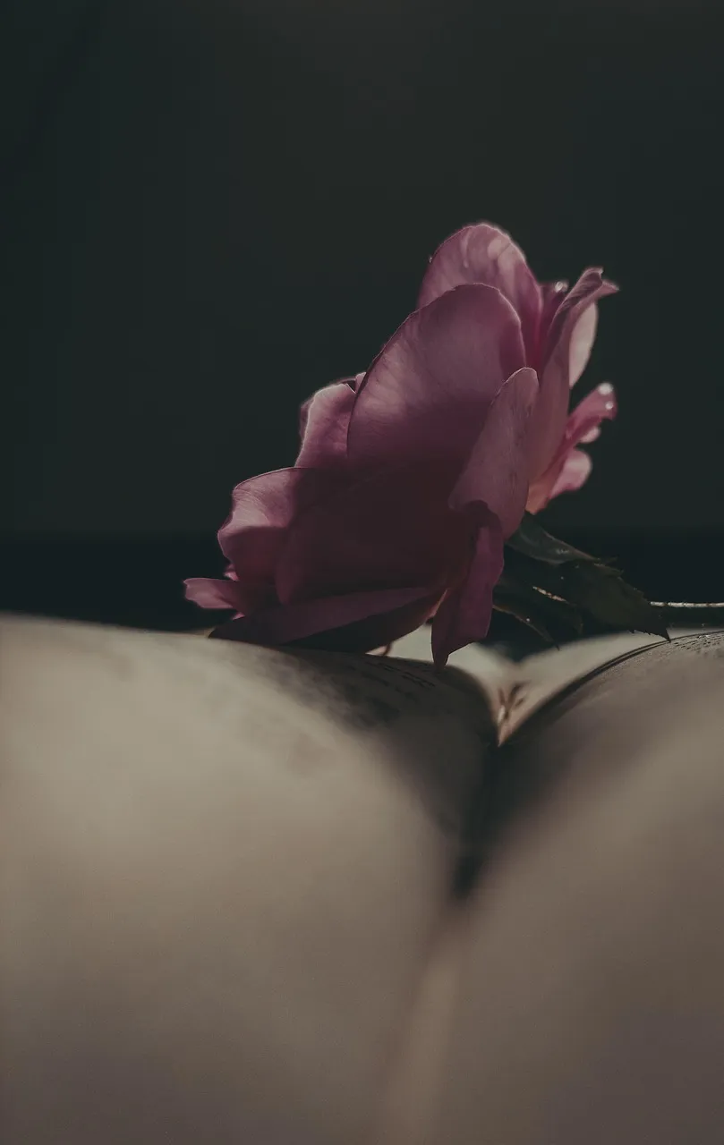 Free Flower Beautiful Wallpaper photo and picture