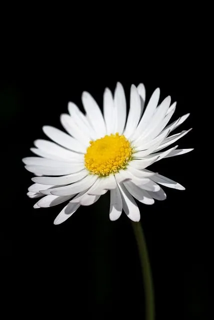 Free Daisy Blossom photo and picture