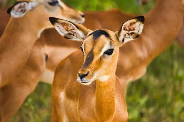 Free Impala Antelope photo and picture