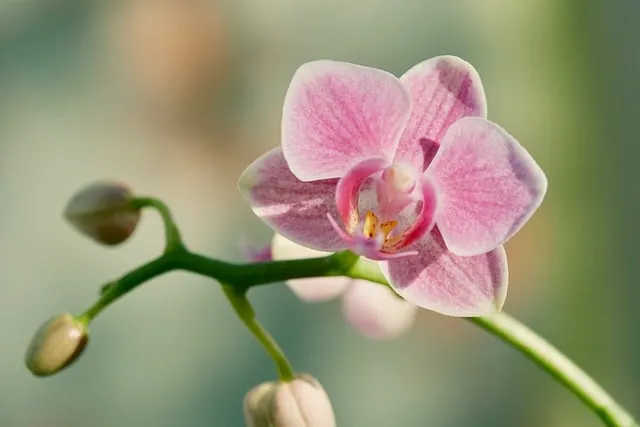 Free Orchid Pink Flower photo and picture