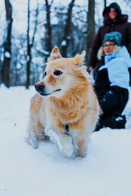 Free Dog Pet photo and picture