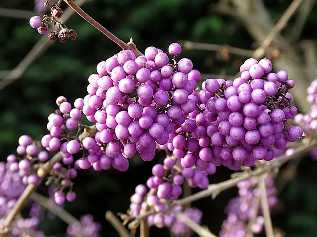 Free Callicarpa Bush photo and picture