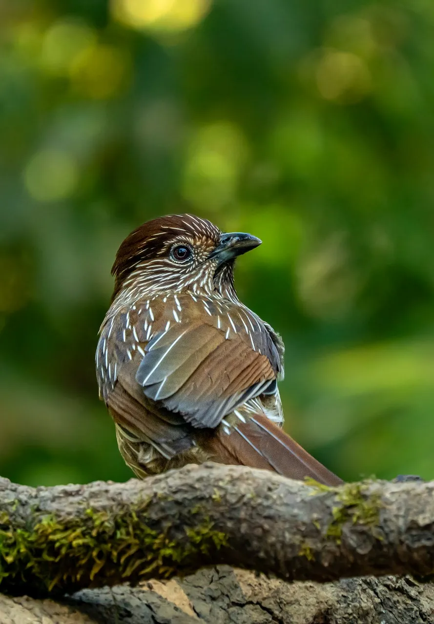 Free Bird Wildlife photo and picture