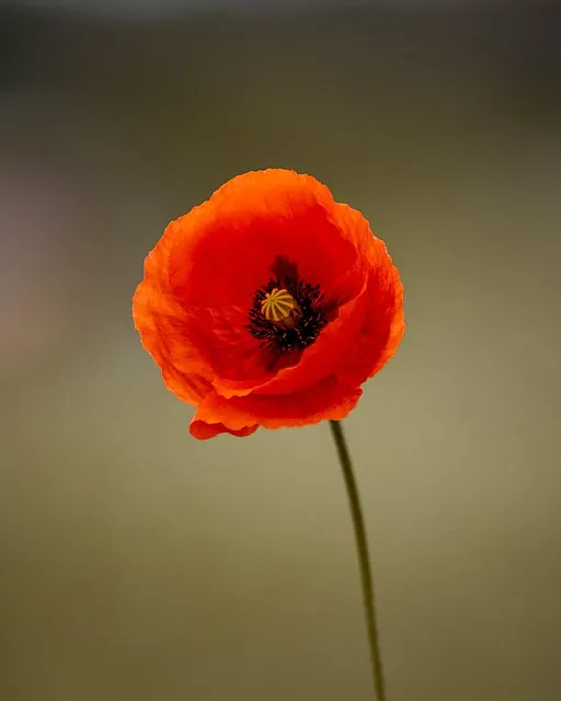 Free Flower Poppy photo and picture