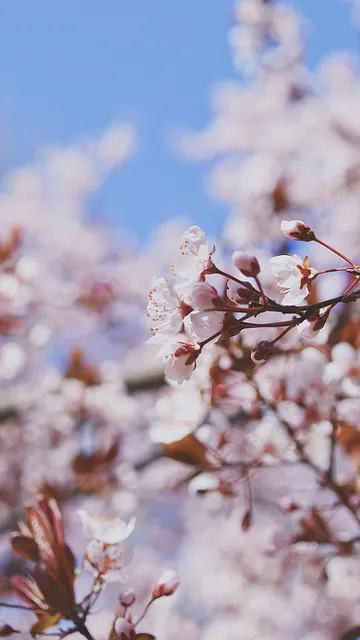 Free Cherry Blossom Petal photo and picture