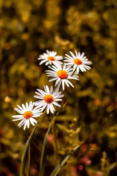 Free Chamomile Flowers photo and picture