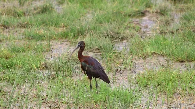 Free Bird Nature photo and picture