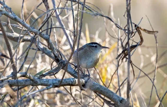 Free Marsh Wren Bird photo and picture