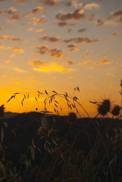 Free Sunrise Sun photo and picture