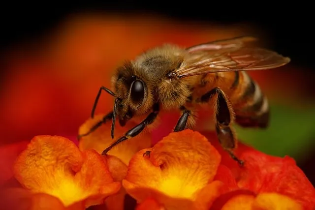 Free Bees Honeybees photo and picture