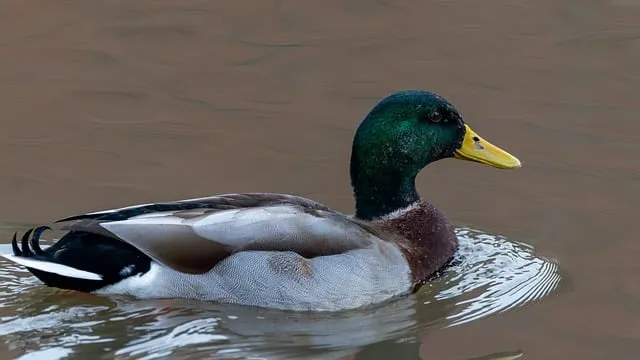 Free Duck Nature photo and picture