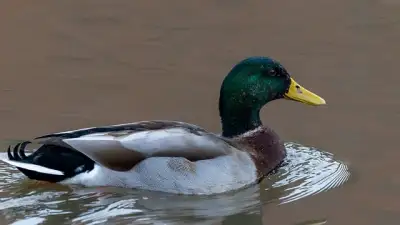 Free Duck Nature photo and picture