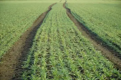 Free Winter Wheat Field photo and picture