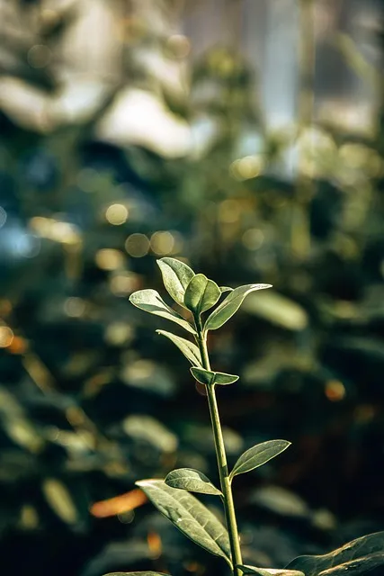 Free Leaves Plant photo and picture