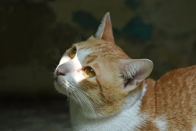 Free Animal Cat photo and picture