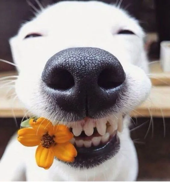 Take A Look At The Happiest Dogs To Help You Get Through Monday!