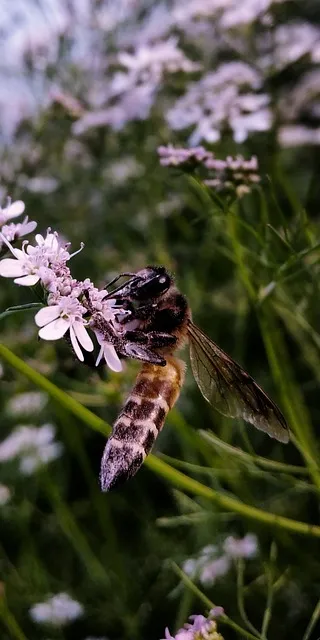 Free Bee Flower photo and picture