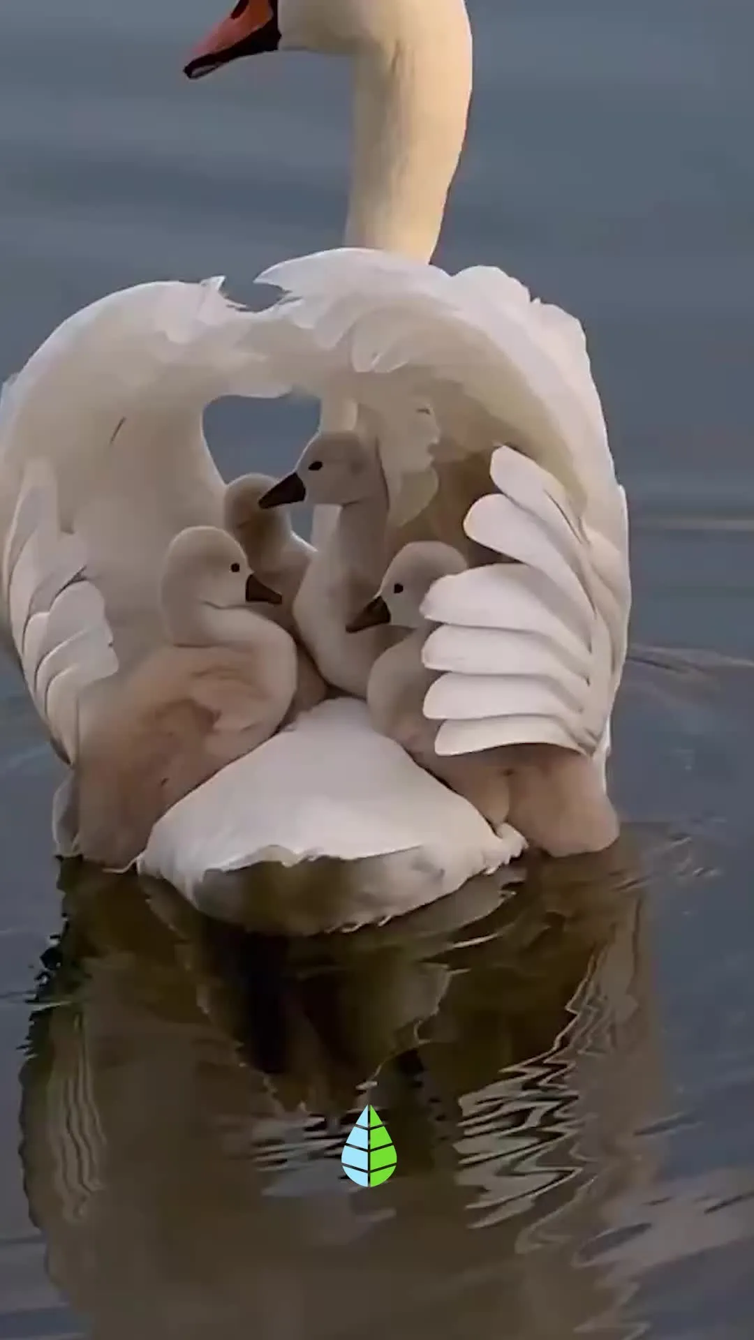 Mamá cisne llevando a sus bebés 🦢😍