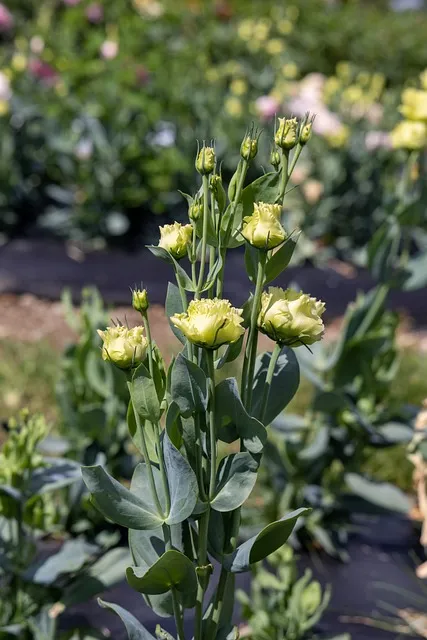 Free Flowers Flower Wallpaper photo and picture