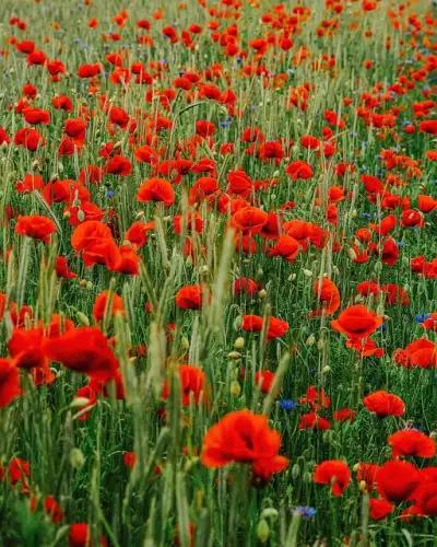 Free Poppies Floral Background photo and picture