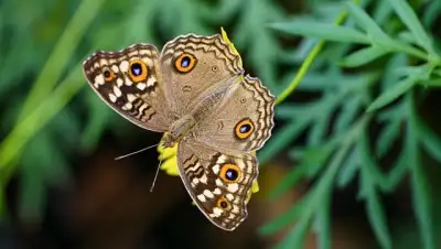 Free Butterfly Insect photo and picture