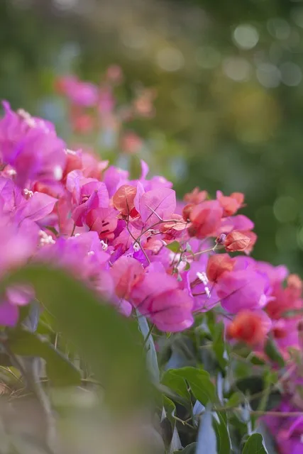 Free Flowers Lock Screen Wallpaper photo and picture