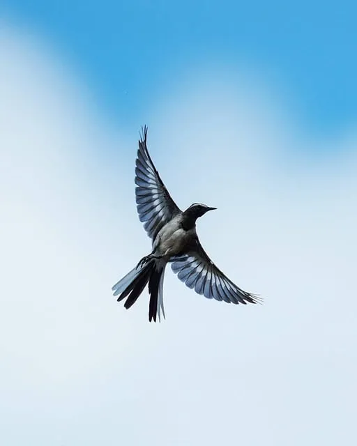 Free Bird Camera photo and picture