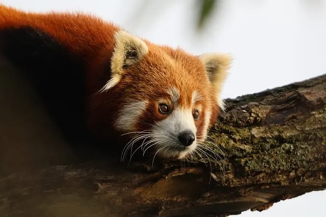 Free Red Panda Animal photo and picture