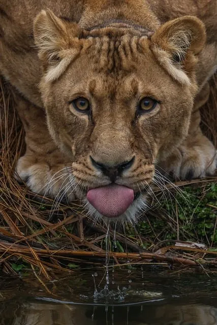 Free Lion Nature photo and picture