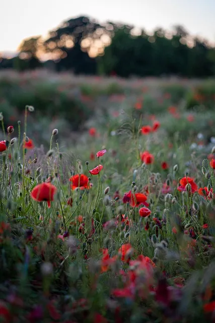 Free Poppies Flower photo and picture