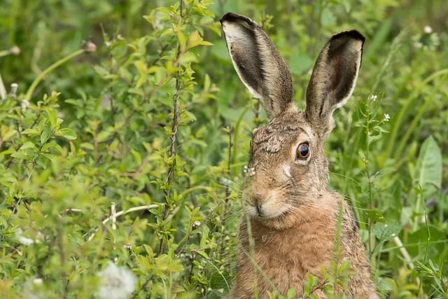 Free Nature Hare photo and picture