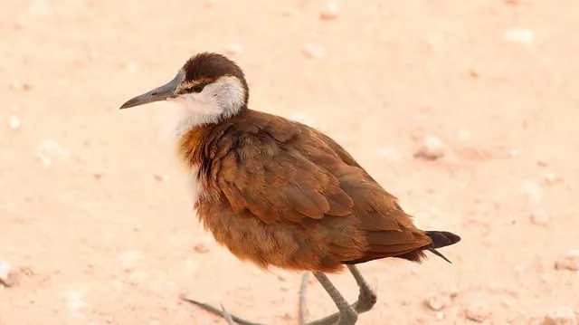 Free Bird Nature photo and picture