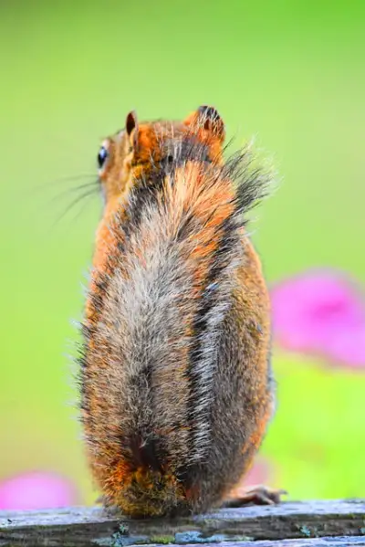 Free Squirrel Canada photo and picture