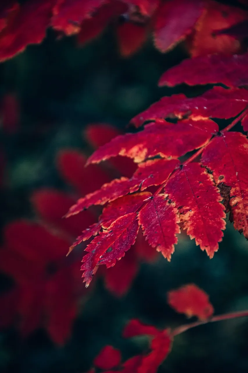 Free Foliage Autumn photo and picture