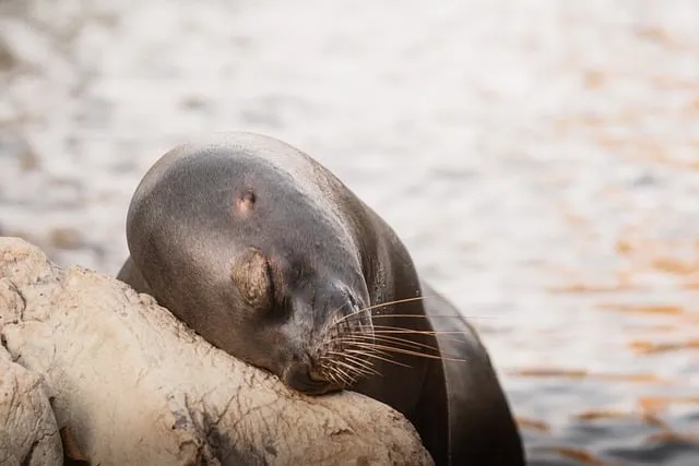 Free Sea Lion Resting photo and picture