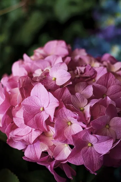 Free Hydrangea Floral Background photo and picture