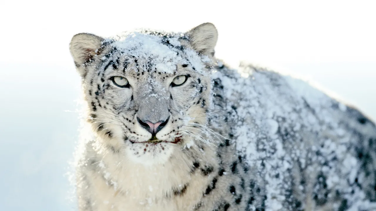 OS X Snow Leopard, Stock, Mac OS X, 5K, Snow leopard