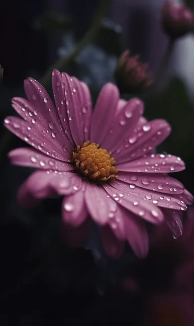 Free Hd Wallpaper Flower photo and picture