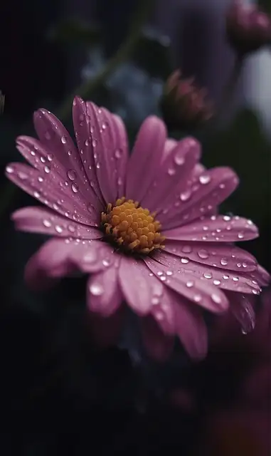 Free Hd Wallpaper Flower photo and picture