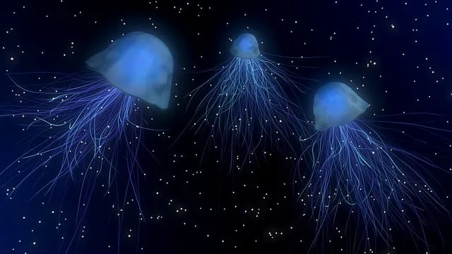 Free Jellyfishes Sea Jellies illustration and picture