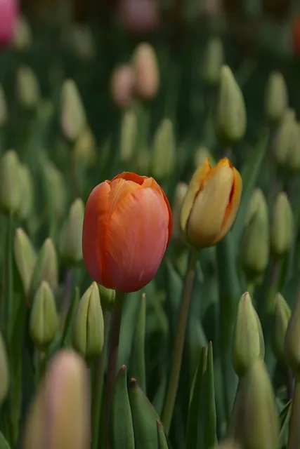 Free Tulips Floral Background photo and picture
