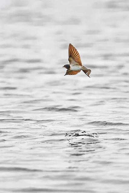 Free Bird Barn Swallow photo and picture