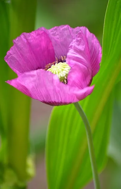 Free Opium Poppy Poppy photo and picture